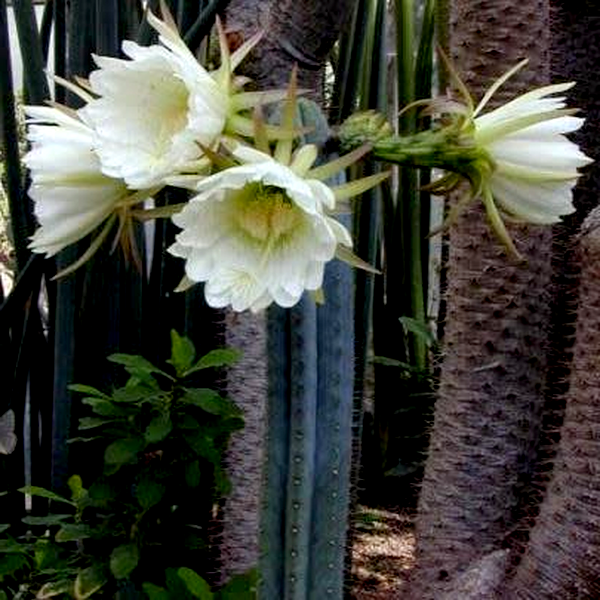 Trichocereus pachanoi – San Pedro Cactus