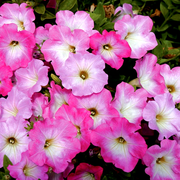 Wave® Blue Hybrid Petunia Seeds