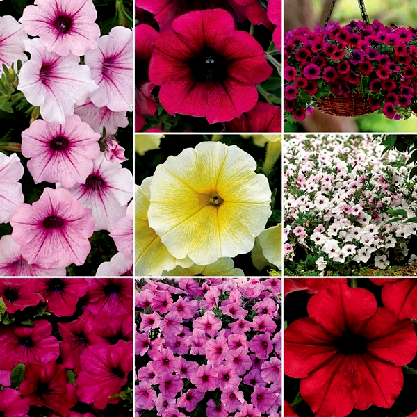 Wave® Petunia Seed Collection