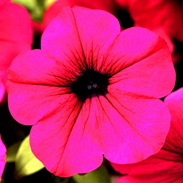 Wave® Purple Classic Hybrid Petunia Seeds