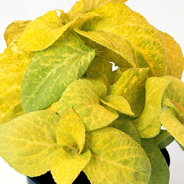 Wizard® Golden Coleus Seeds