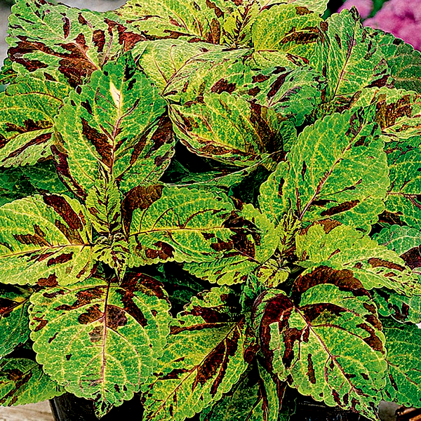 Wizard® Mosaic Coleus Seeds
