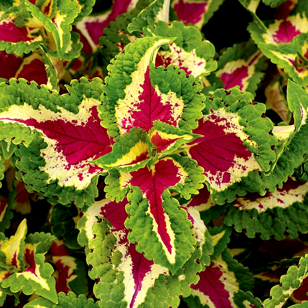 Wizard® Rose Coleus Seeds