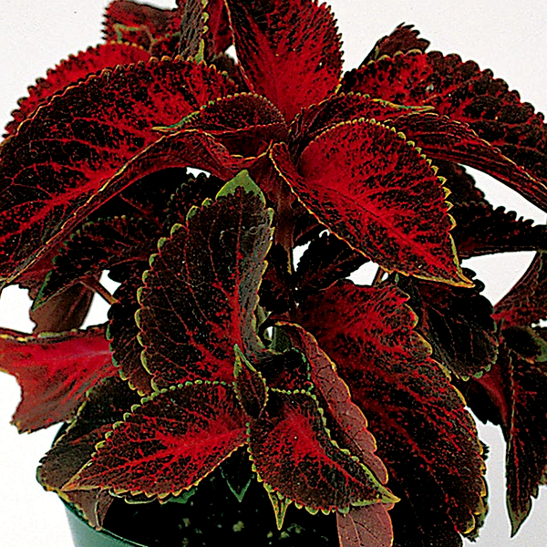 Wizard® Velvet Red Coleus Seeds