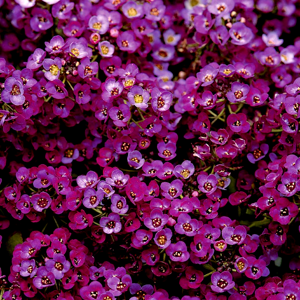 Wonderland Deep Purple Sweet Alyssum Seeds