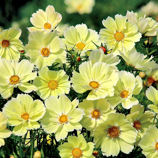 Xanthos Cosmos Seeds