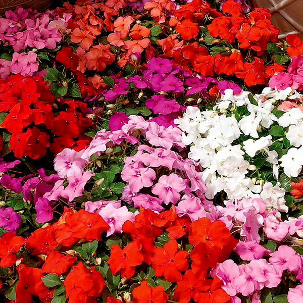 Xtreme™ Mix Hybrid Impatiens Seeds