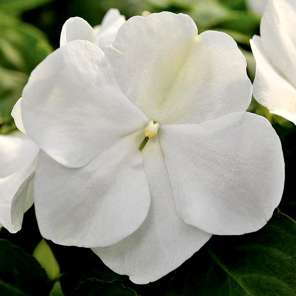 Xtreme™ White Hybrid Impatiens Seeds