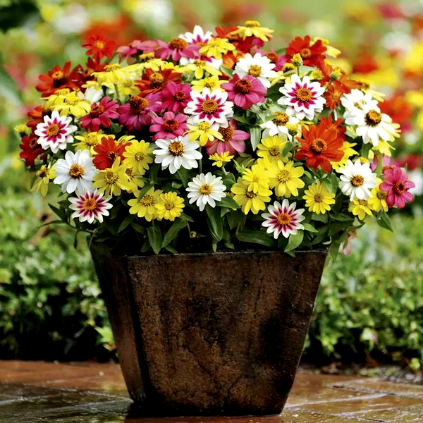 Zahara® Mix Zinnia Seeds