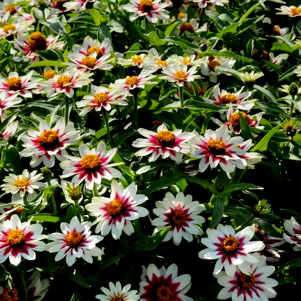 Zahara® Starlight Rose Zinnia Seeds