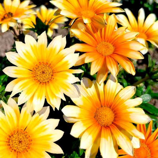 Zany Sunny-Side Up Gazania Seeds