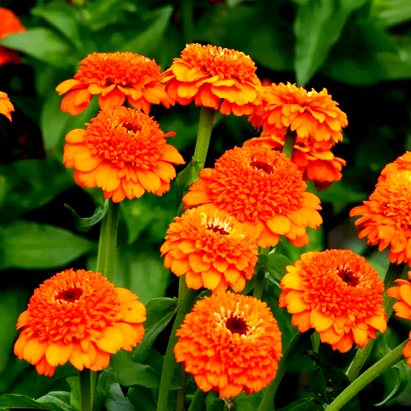 Zinderella Orange' Zinnia Seeds