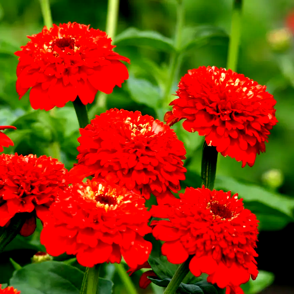 Zinderella Red' Zinnia Seeds