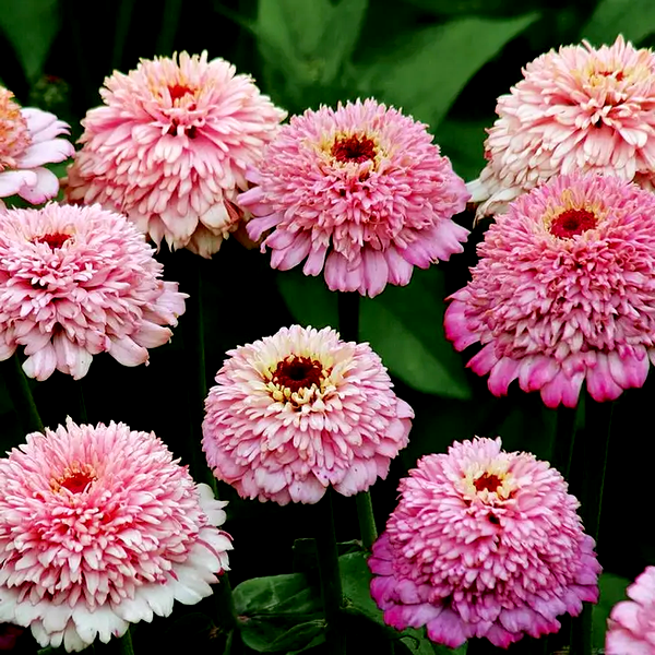 Zinnia 'Zinderella Lilac' Seeds
