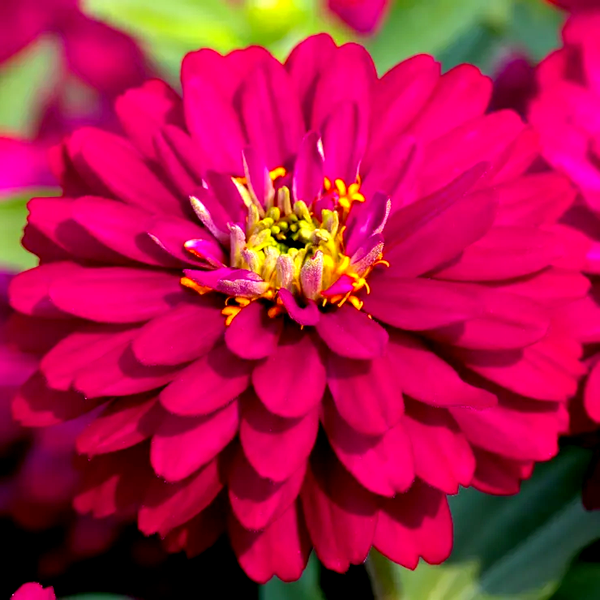 Zydeco™ Cherry Zinnia Seeds