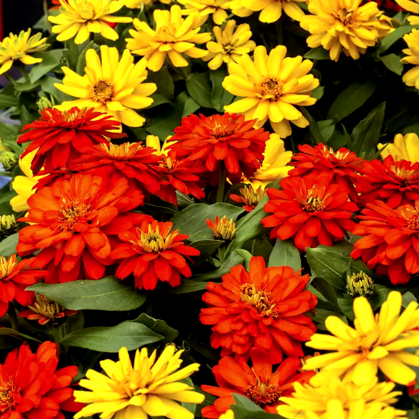 Zydeco™ Fire Zinnia Seeds