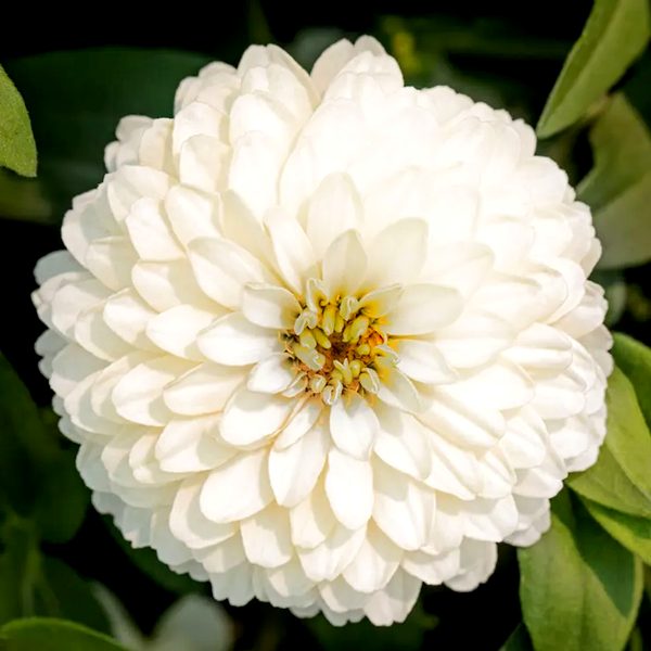Zydeco™ White Zinnia Seeds