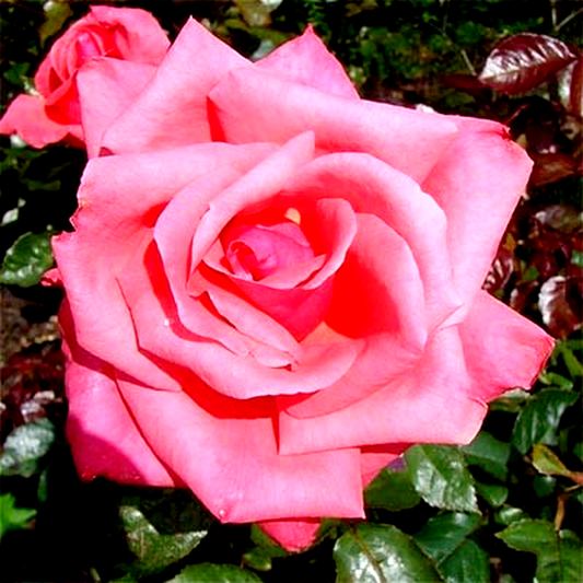 Abbeyfield Rose