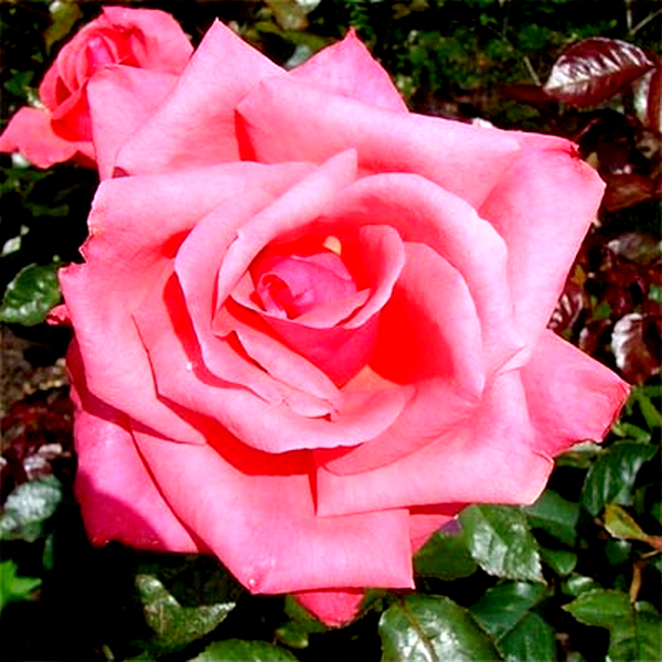 Abbeyfield Rose