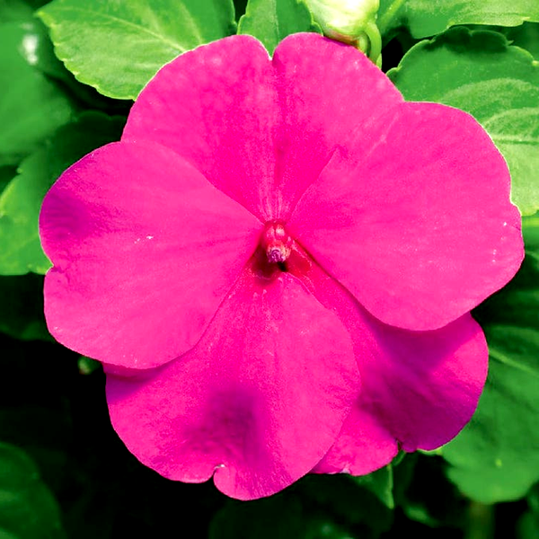 Accent™ Premium Lilac Hybrid Impatiens Seeds