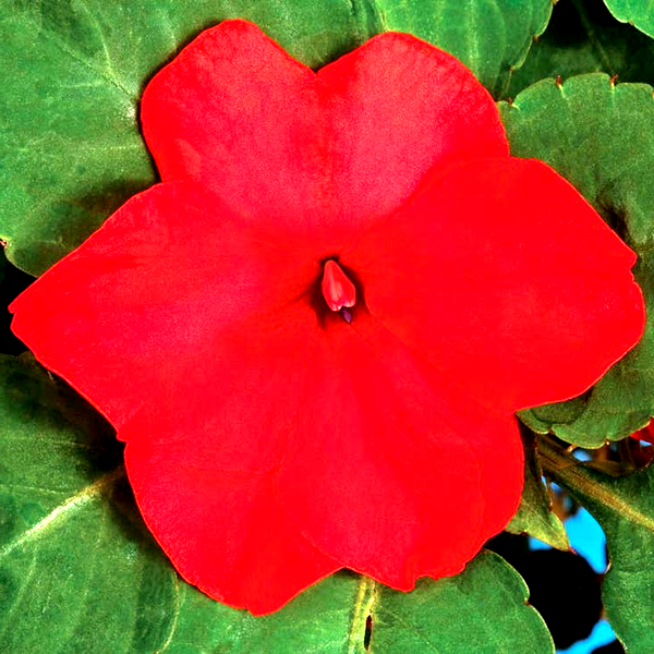 Accent™ Premium Red Hybrid Impatiens Seeds