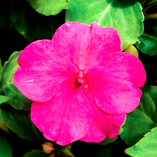 Accent™ Premium Rose Hybrid Impatiens Seeds
