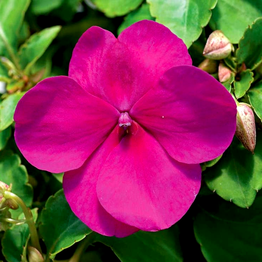 Accent™ Violet Hybrid Impatiens Seeds