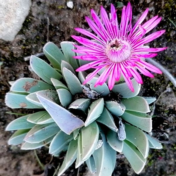 Acrodon bellidiflorus