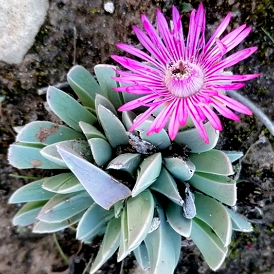 Acrodon bellidiflorus