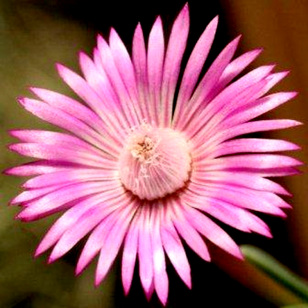 Acrodon purpureostylus