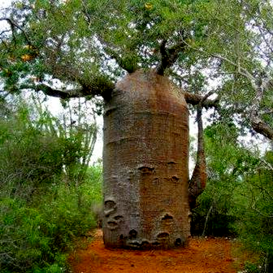 Adansonia rubrostipa