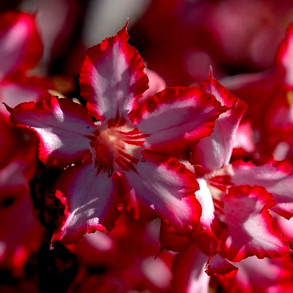Adenium multiflorum Desert Rose