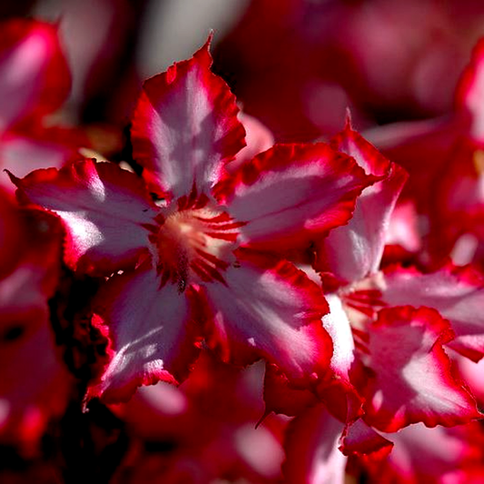 Adenium multiflorum Desert Rose
