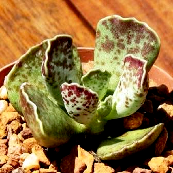 Adromischus cooperi