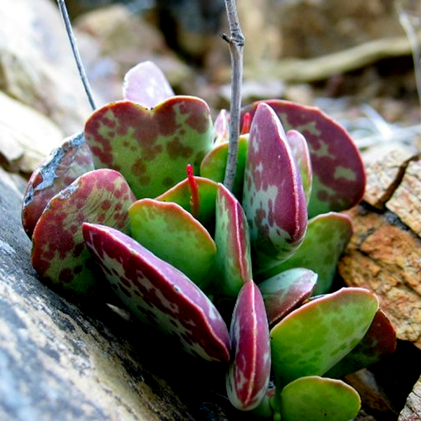 Adromischus hemisphaericus