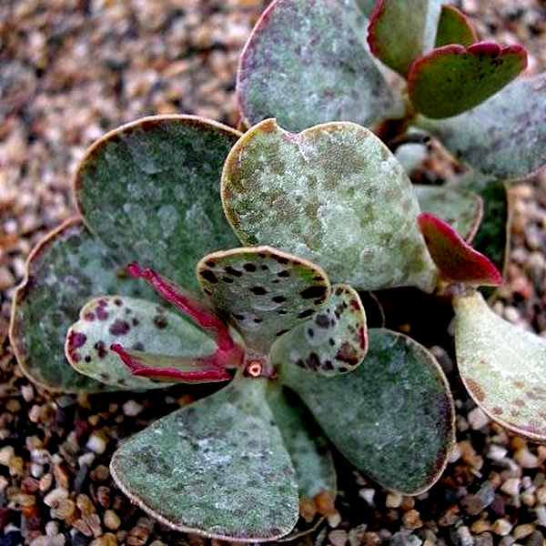 Adromischus inamoenus