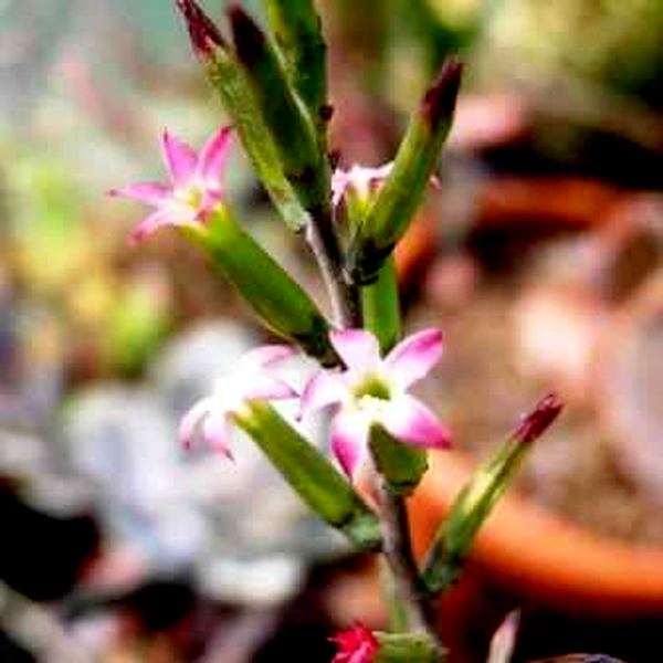 Adromischus sphenophyllus