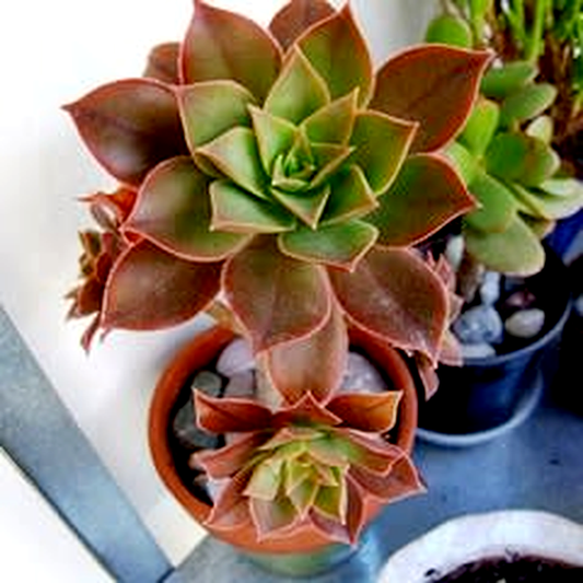 Aeonium decorum var. minor