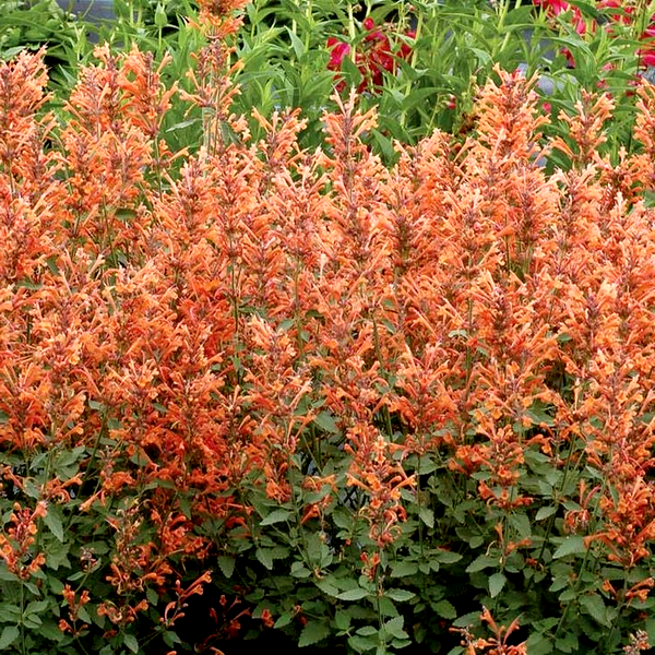 Agastache Kudos™ 'Kudos Mandarin' Hyssop