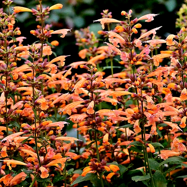 Agastache 'Mango Tango'