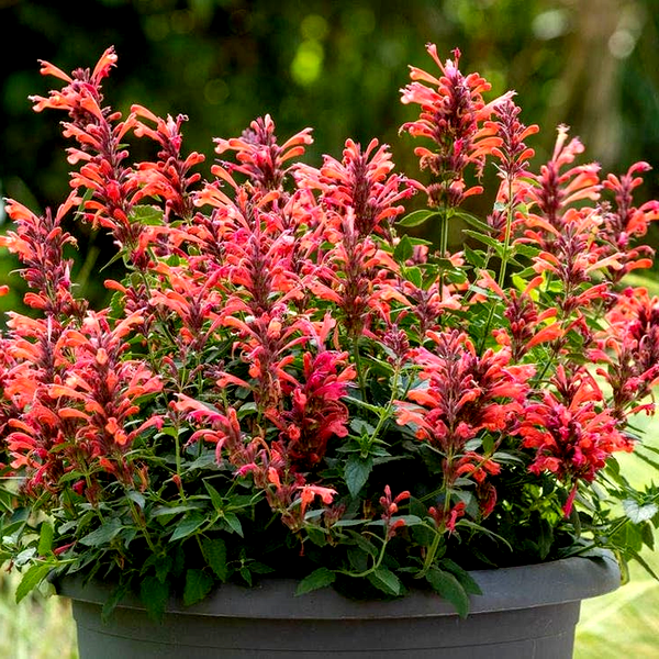 Agastache Sunrise™ Red Improved Hyssop