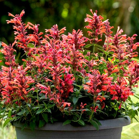 Agastache Sunrise™ Red Improved Hyssop