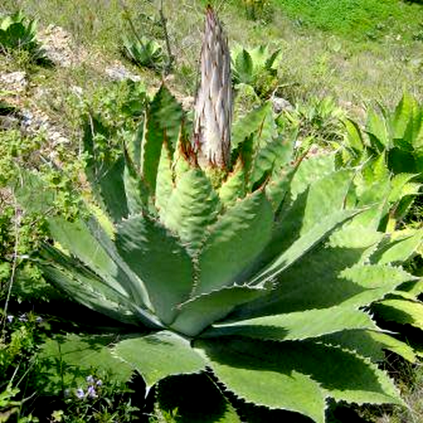 Agave cupreata