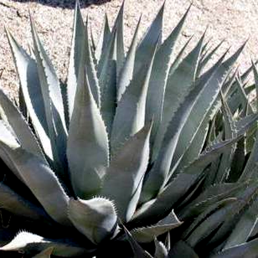 Agave desertii