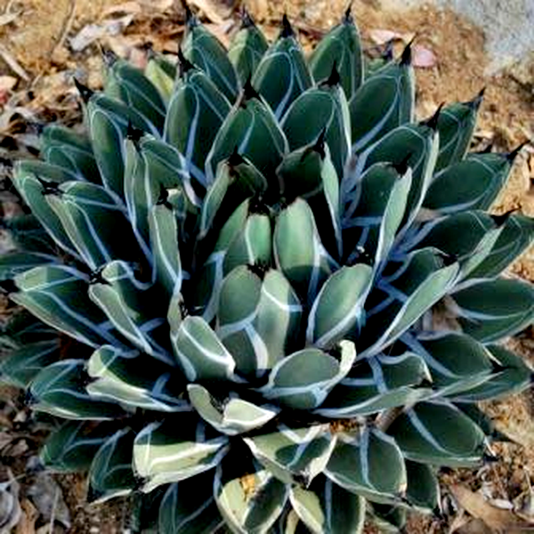 Agave ferdinandi-regis