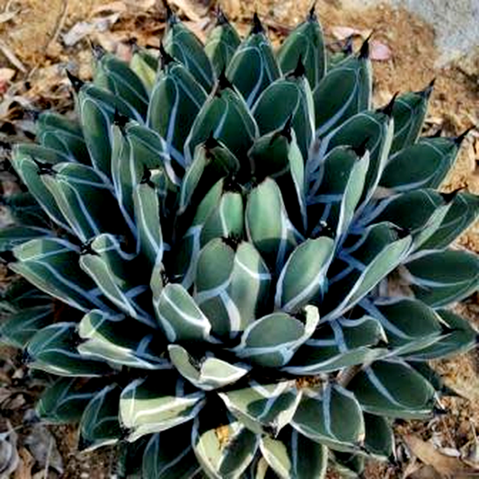 Agave ferdinandi-regis