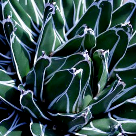 Agave victoriae-reginae