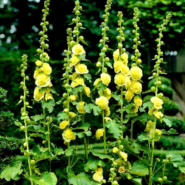 Alcea Yellow Hollyhock