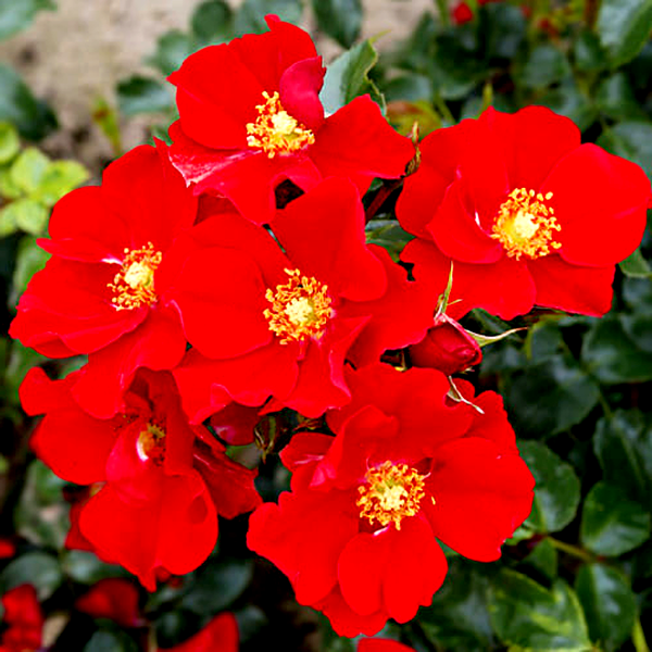 Alexander von Humboldt