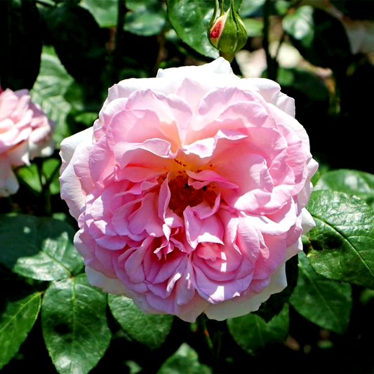 Alexandra - Princesse de Luxembourg